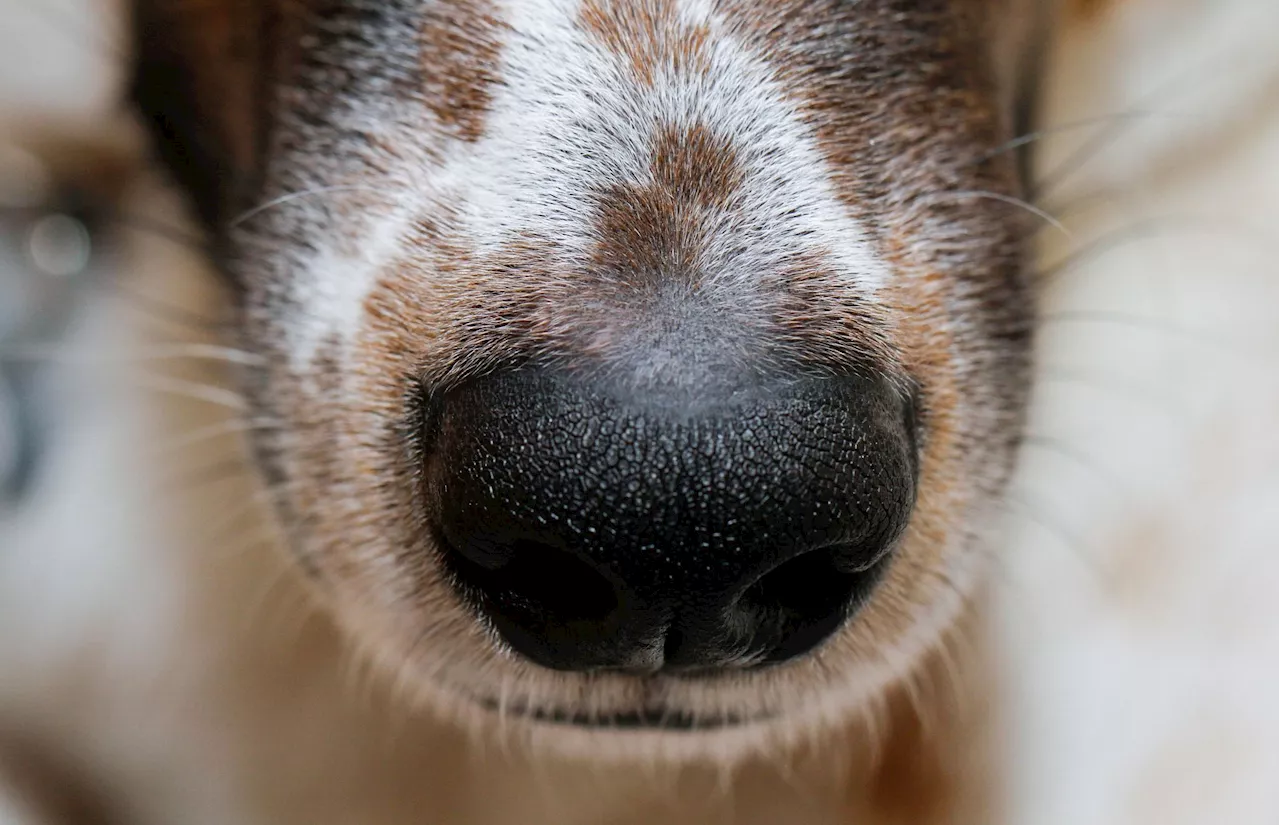 Hund und Mensch: War die Hundenase ein verbindendes Element?