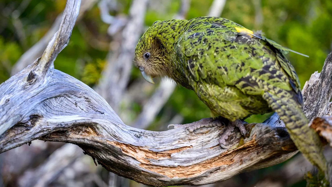 How New Zealand saved the kakapo from extinction