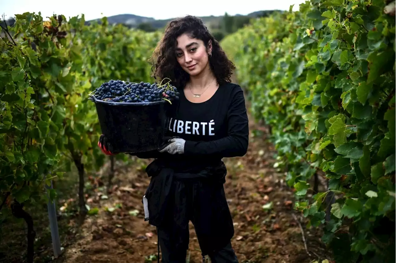 For Iranian refugees, French wine harvest part of anti-government &#8216;struggle&#8217;