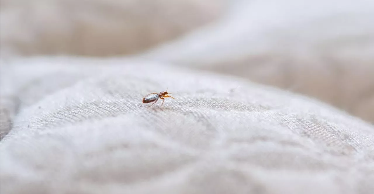 Eurostar orders deep clean of trains to stop bedbugs from invading UK