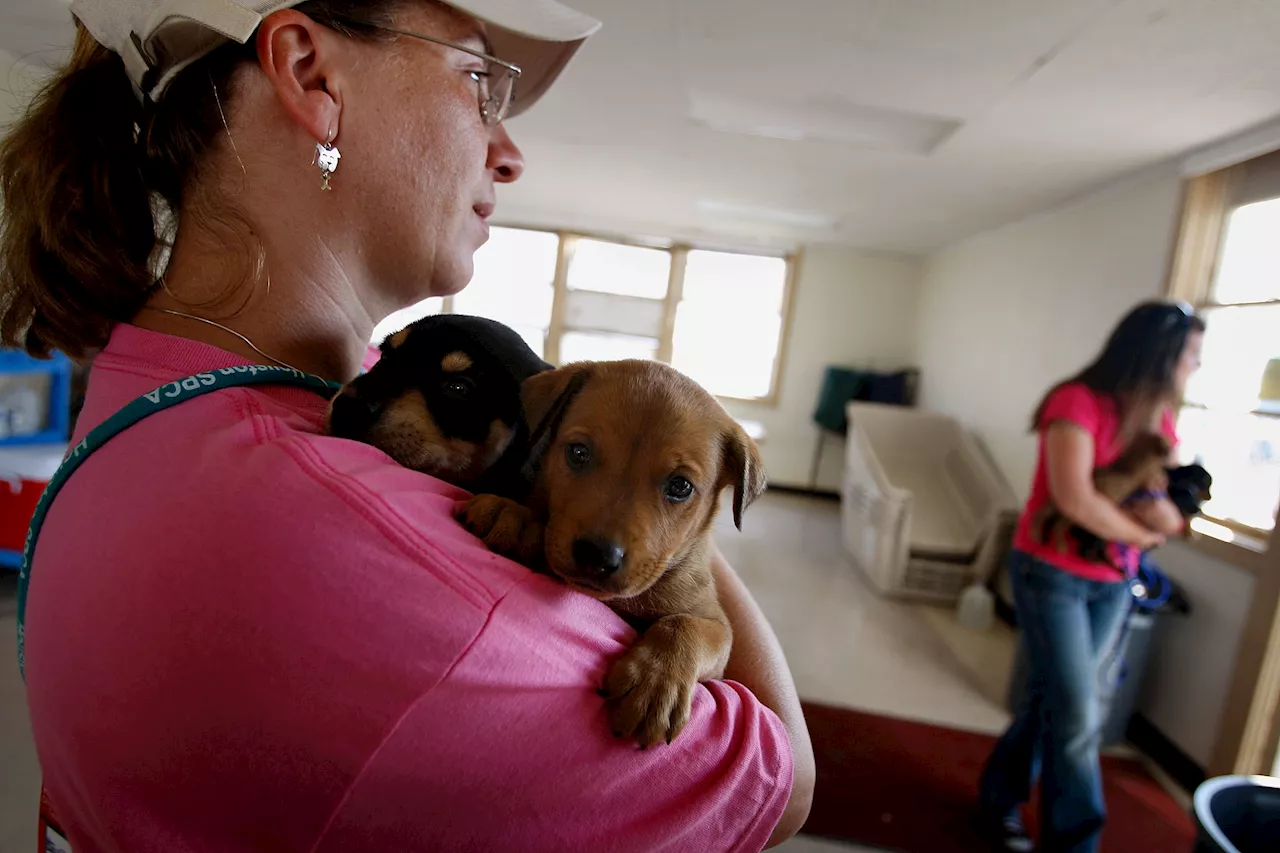 Puppy Found Locked in Sweltering Texas Storage Unit, Ex-NFL Player Arrested