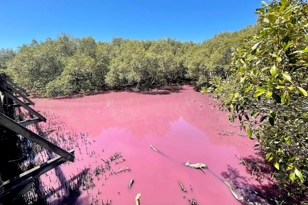 Locals warned to stay away after Australian swamp mysteriously turns pink