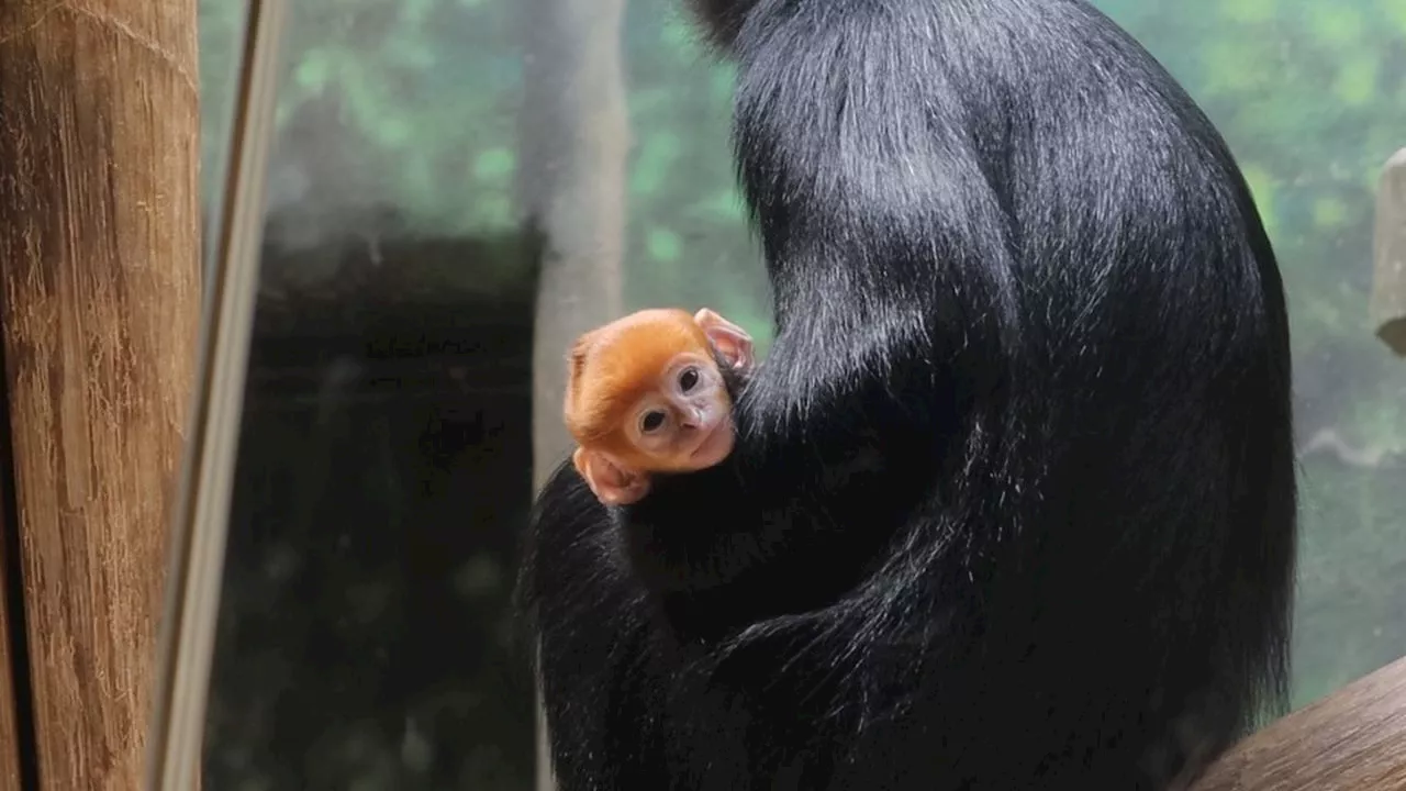 You can see the new ‘pumpkin spice’ baby (and creepy spiders) at Phila.’s ‘Boo at the Zoo’