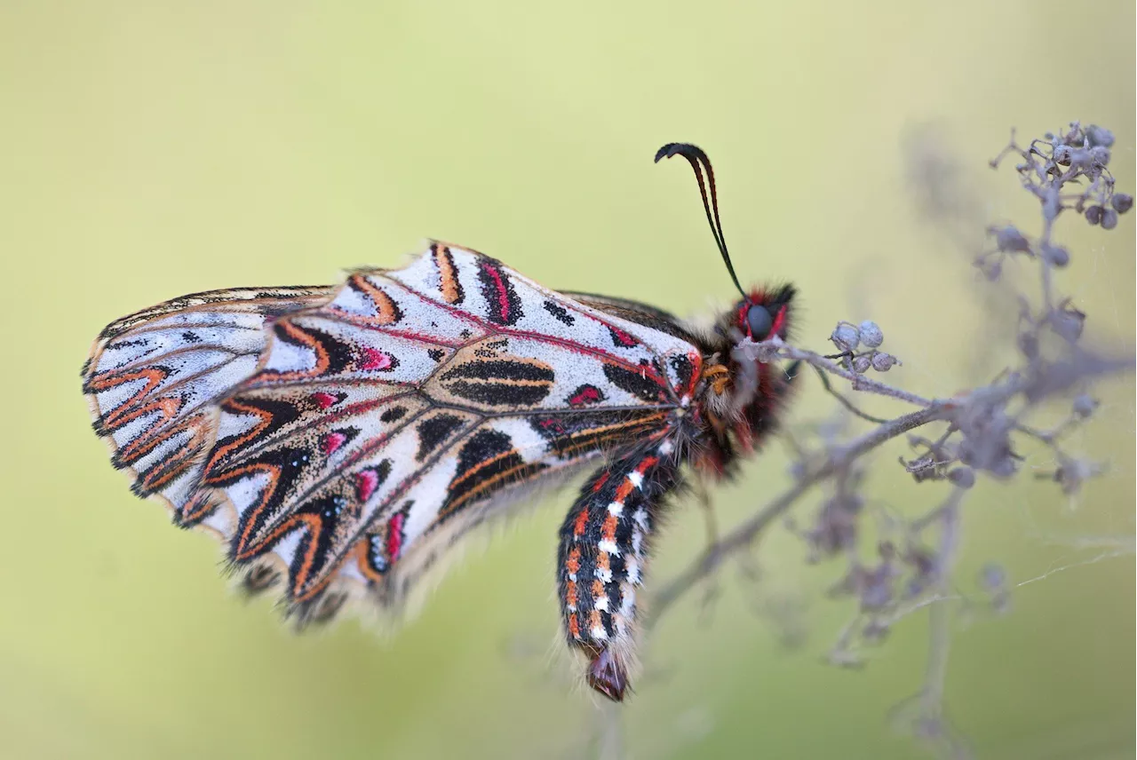 Advancing biodiversity research: New initiative bridges biodiversity and omics data standards