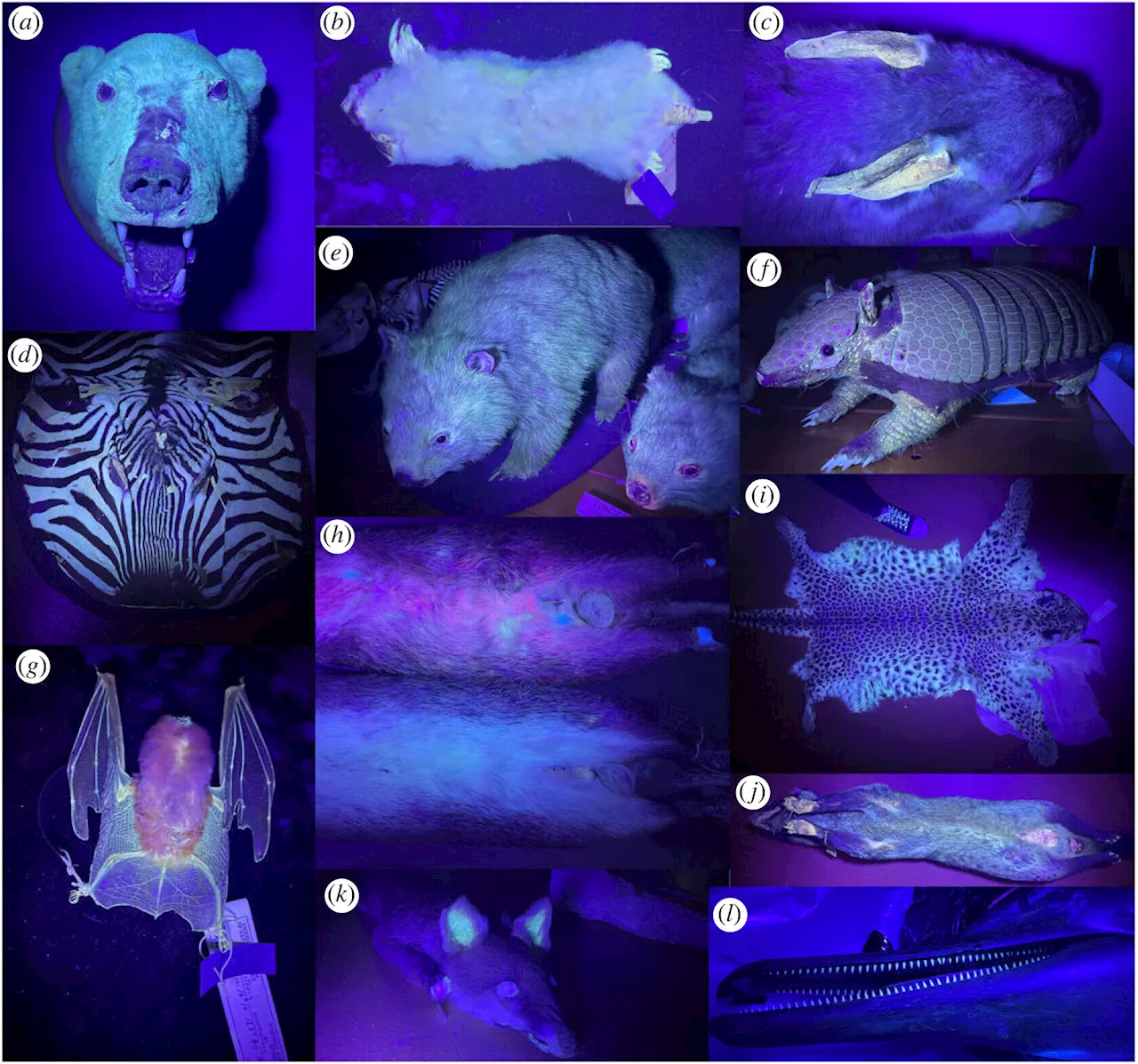 From glowing cats to wombats, fluorescent mammals are much more common than you'd think