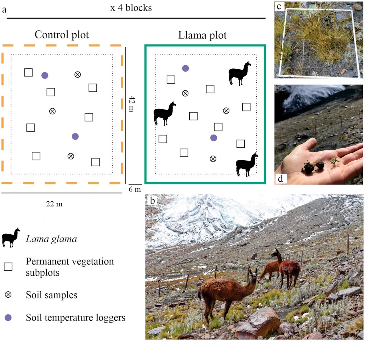 How llamas help mitigate effects of climate change