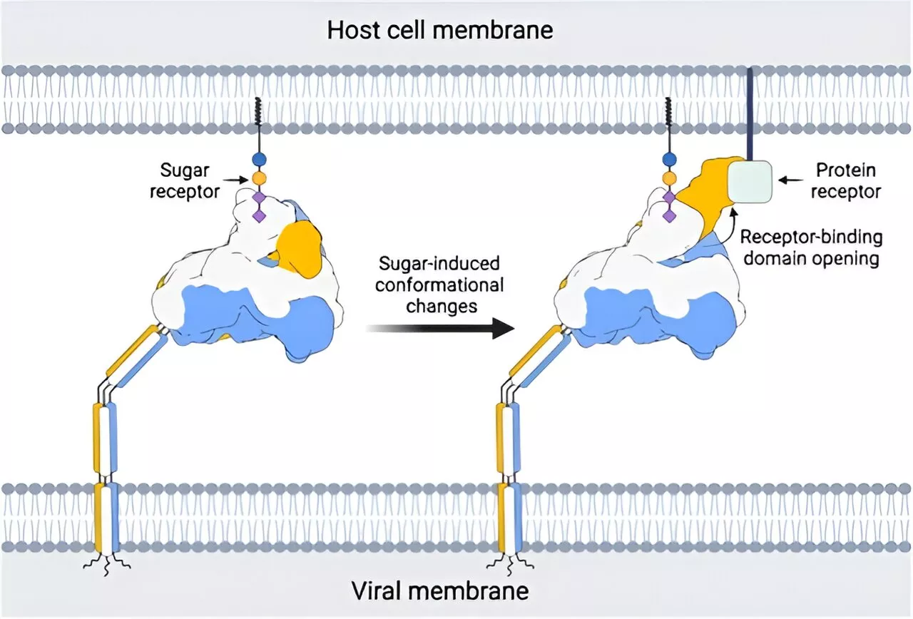 Revealing the 'secrets' of coronavirus cell entry