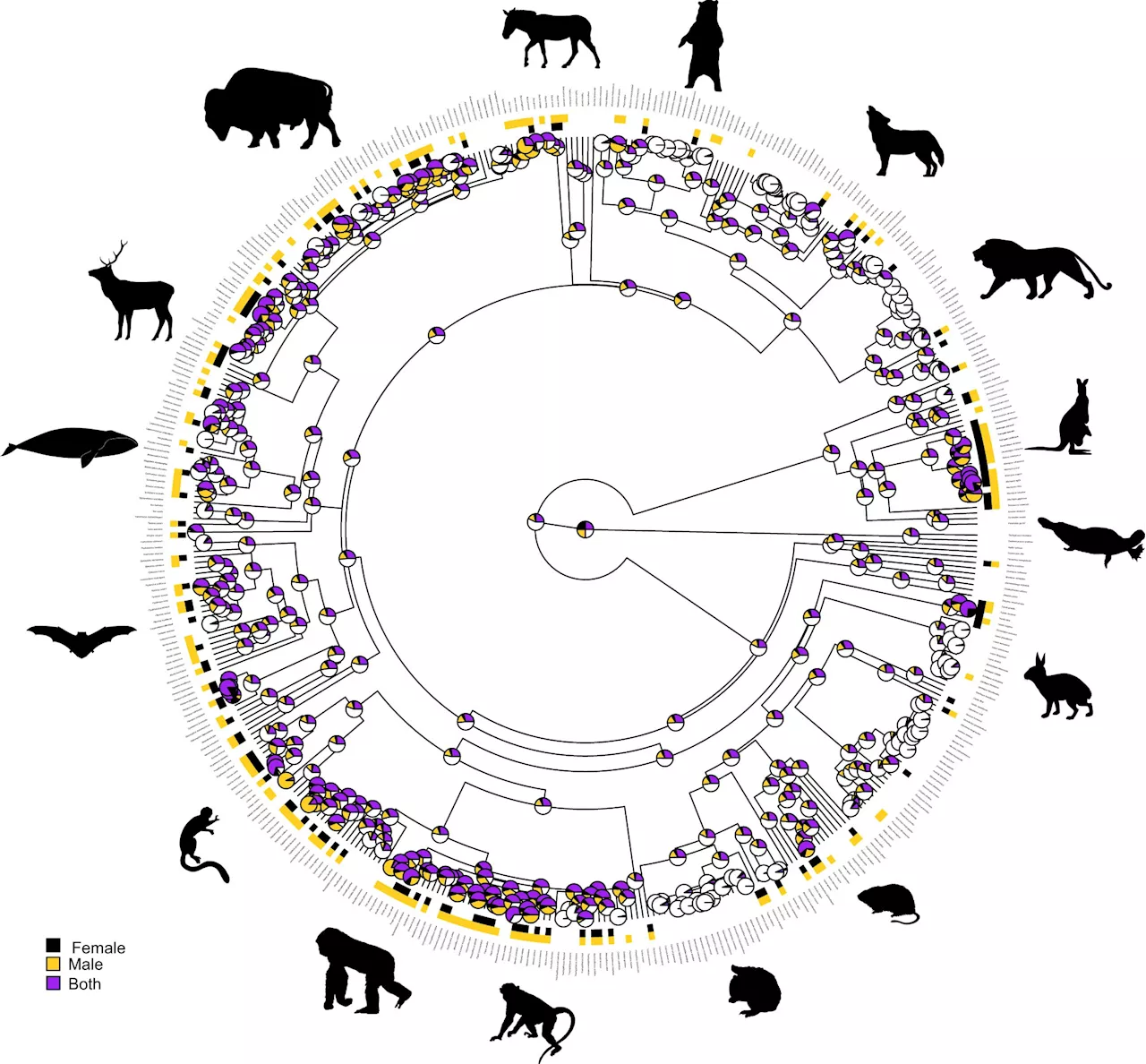 Same-gender sexual behavior found to be widespread across mammal species and to have multiple origins