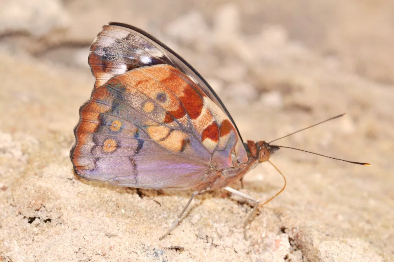 Study identifies trend toward larger and fewer eyespot patterns on butterflies