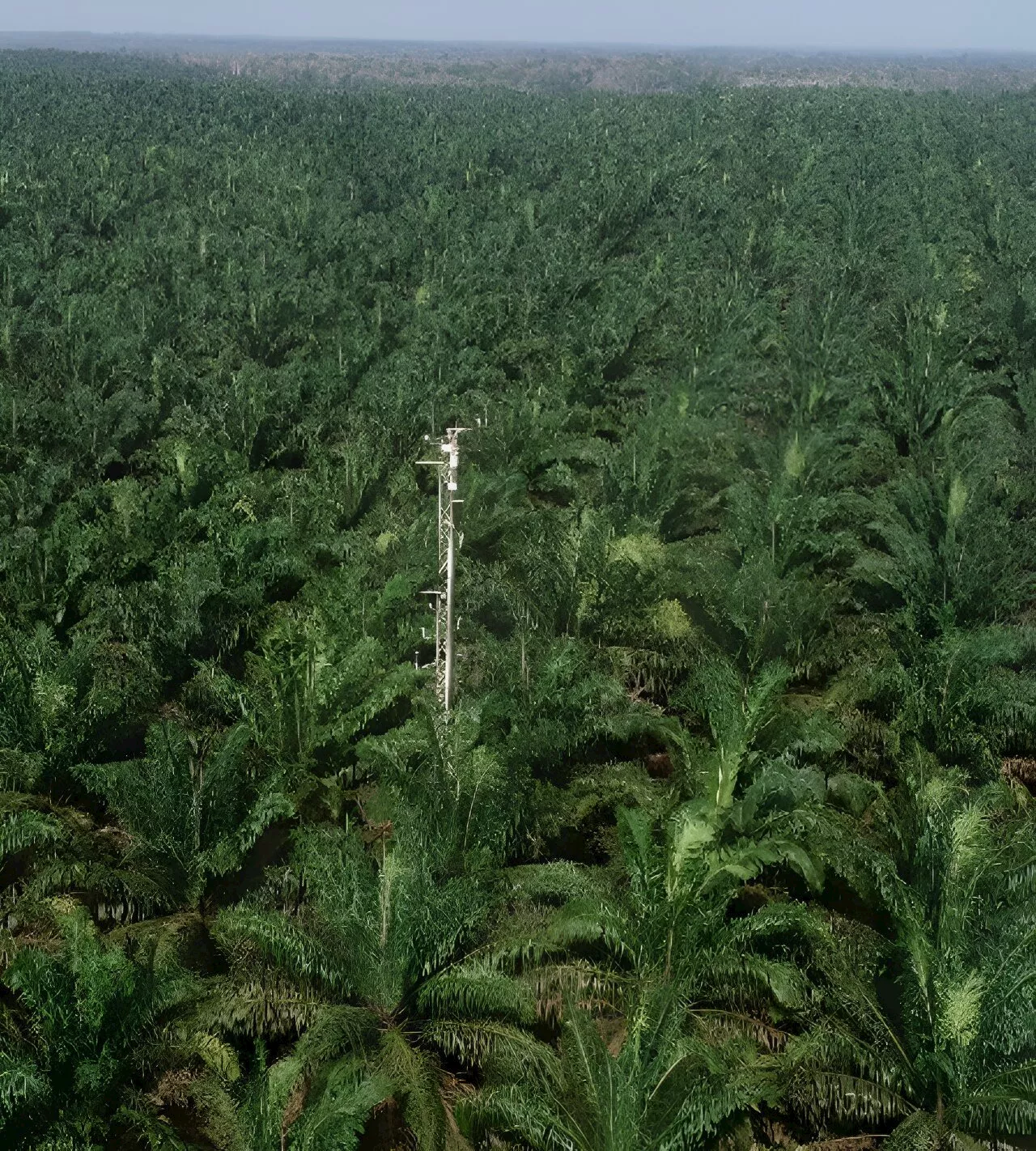 Understanding greenhouse gases in oil palm plantations