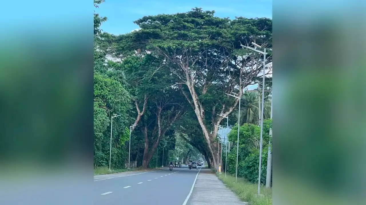 Don't ‘massacre' trees in Aurora town, Manuel Quezon grandson appeals