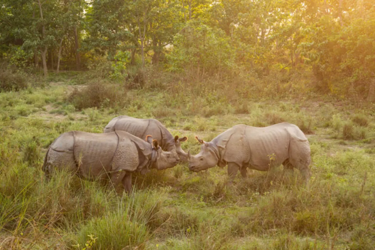 Conservationists urge caution as Nepal to gift more rhinos to China