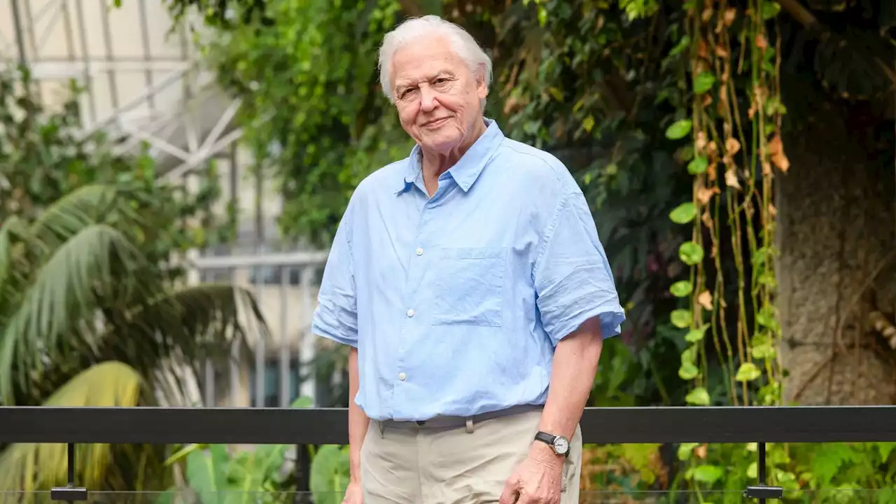 New Sir David Attenborough waxwork unveiled as broadcaster recognised as 'icon' of British culture