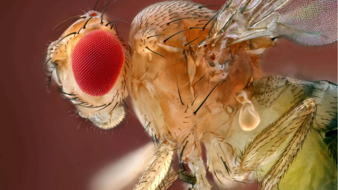 Die Biologie der Berührung: Neue Sinneszelle entdeckt