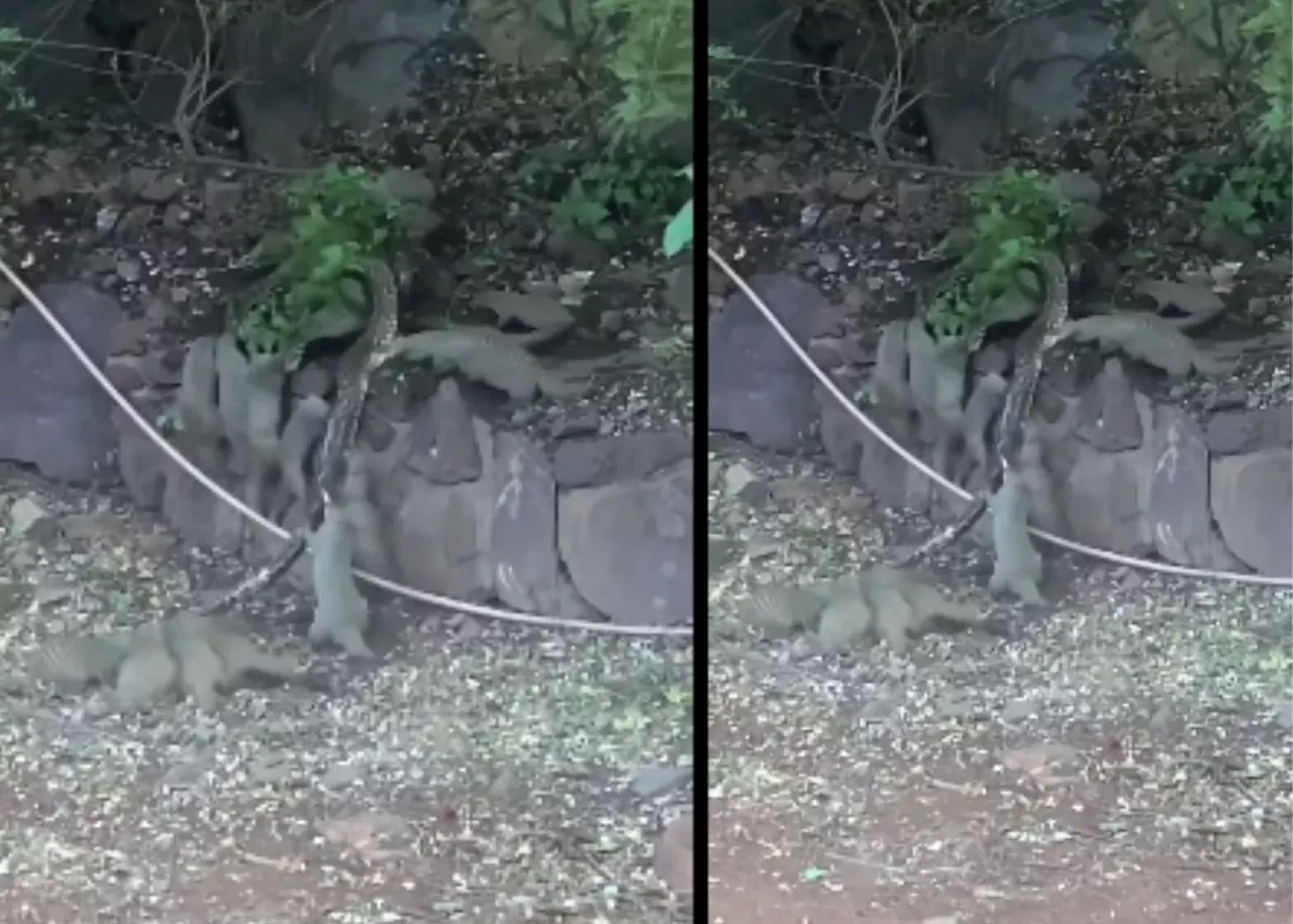 A pack of mongoose eat a live PYTHON [WATCH]