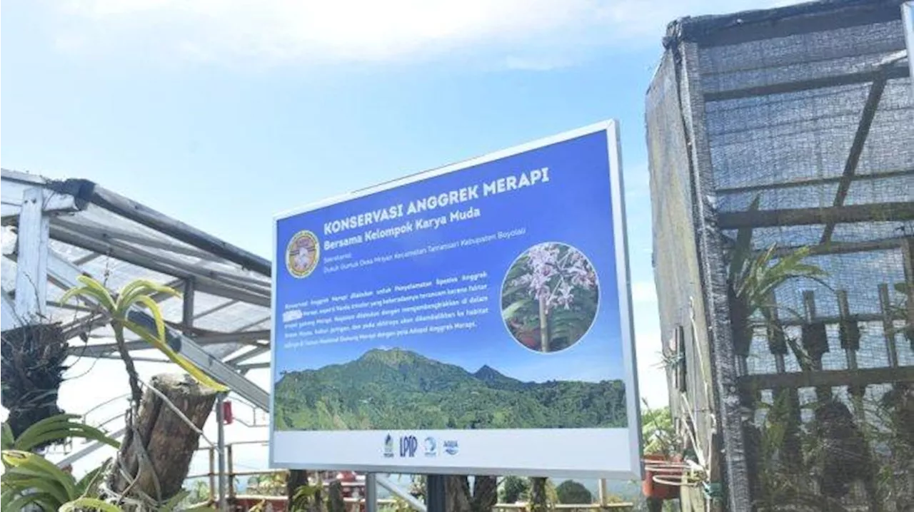 Budidaya Anggrek Merapi dan Kopi Dikembangkan di Lereng Merapi, Potensi Majukan Masyarakat Desa