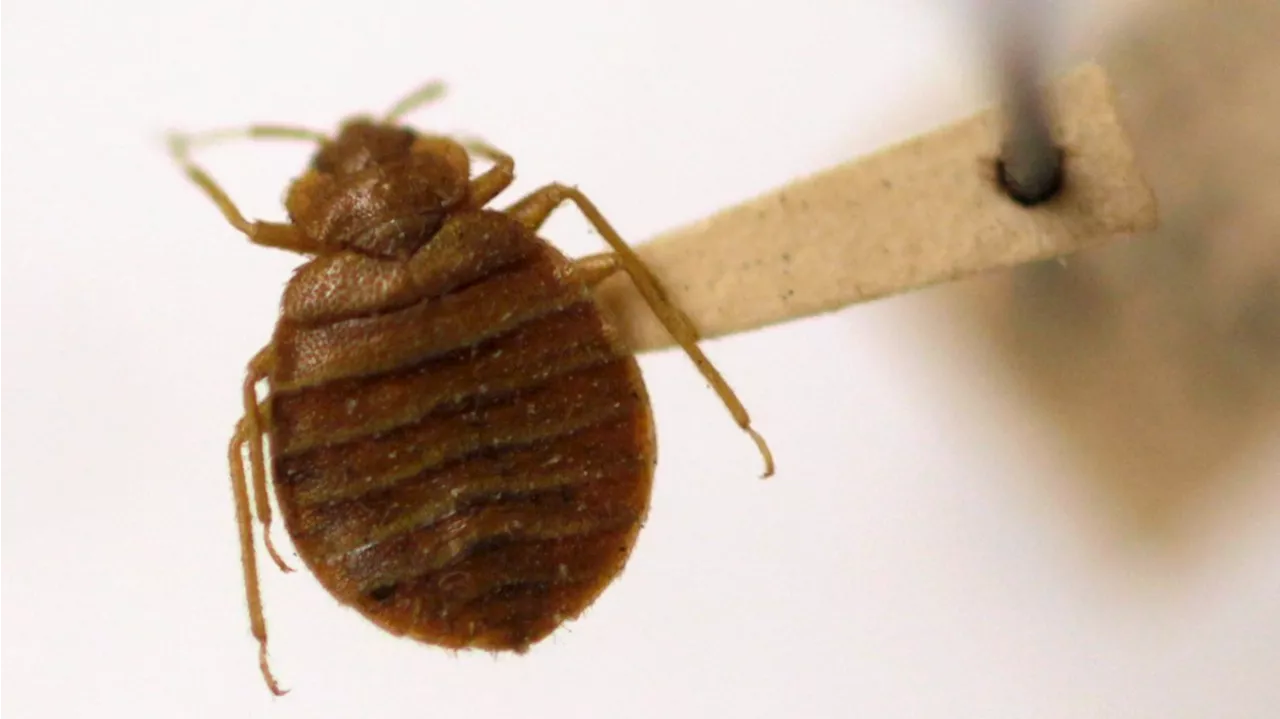 How to get rid of bedbugs: 6 Fast Facts