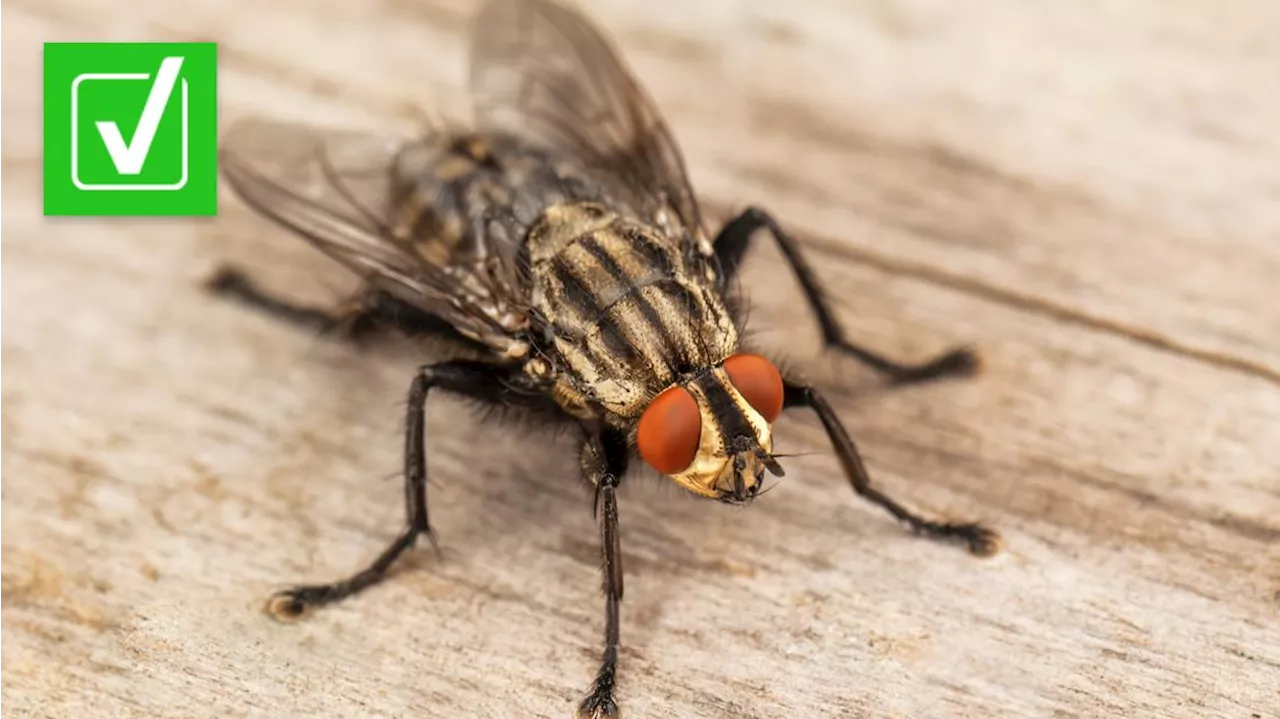 Sí, la mosca doméstica puede 'despertar' en la primavera luego de estar inactiva durante el clima frío