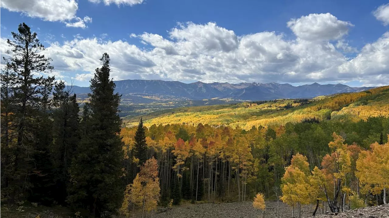 Aspens for Dummies: A closer look at Colorado's fall colors