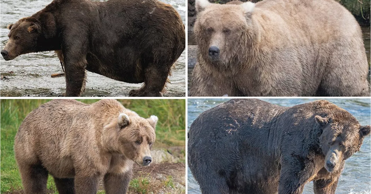 Meet the contenders of Fat Bear Week 2023