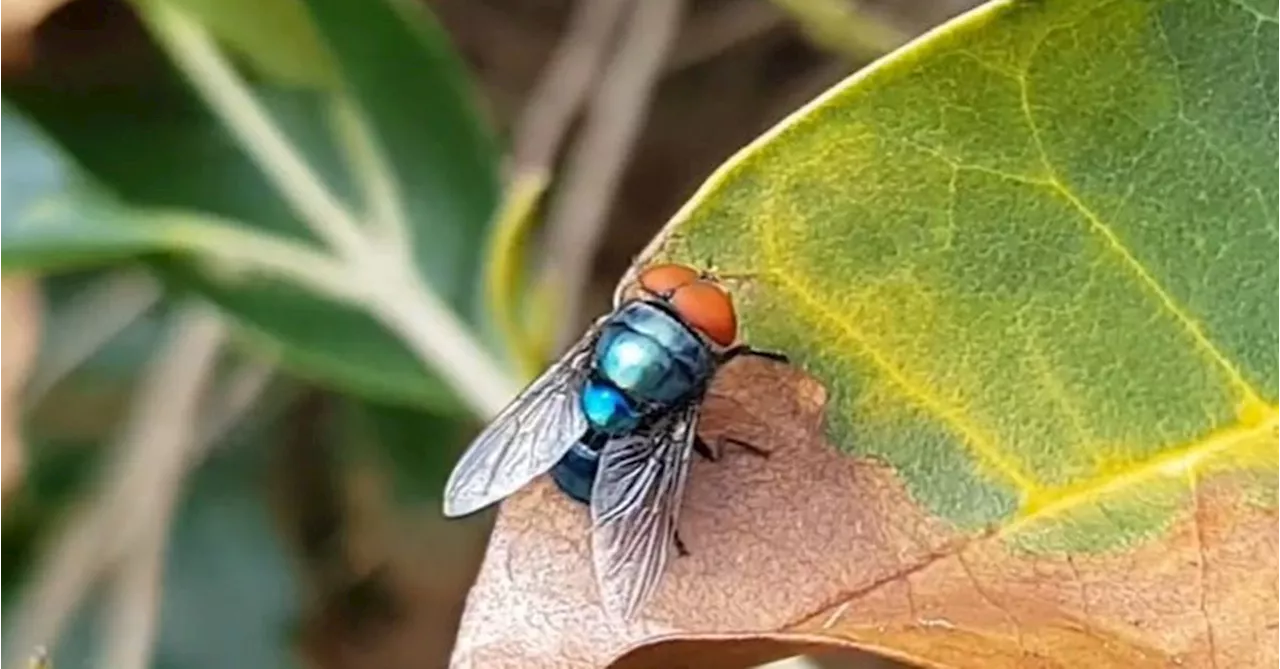 Influx of flies irritating Sydneysiders, but it's not all bad