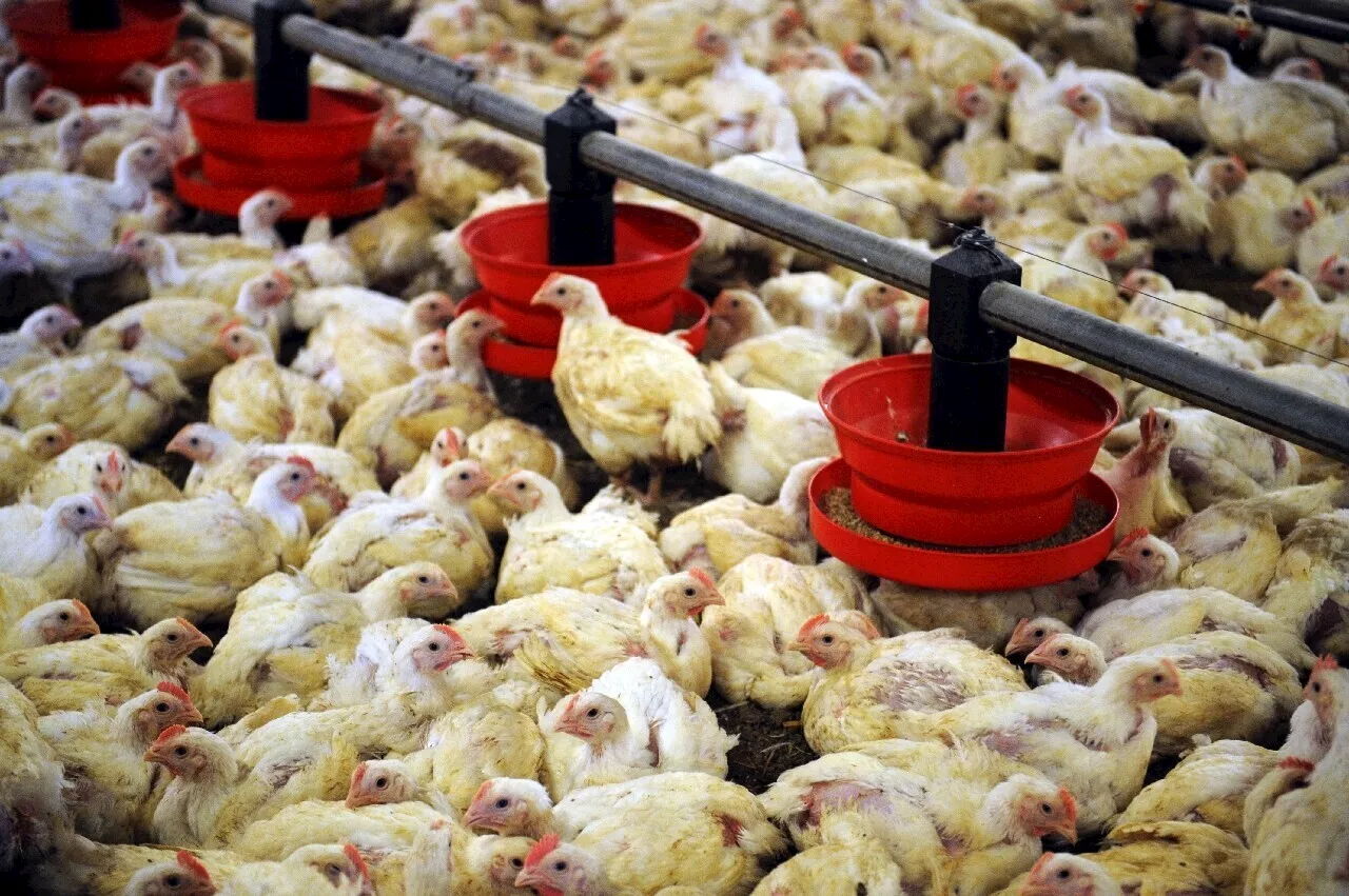 Vendée : ils volent des poulets, dévalisent un club de foot avant d'être pris par les gendarmes | Le Journal du Pays Yonnais