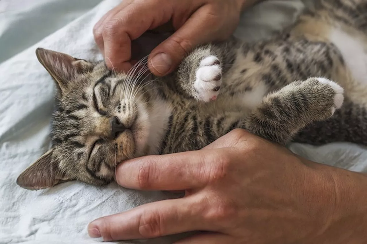 Scoperto il meccanismo che permette ai gatti di fare le fusa