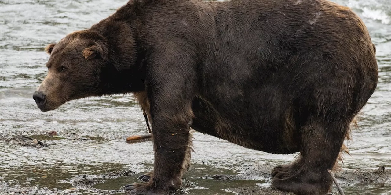 Fat Bear Week contest shares Alaska’s bears with the world