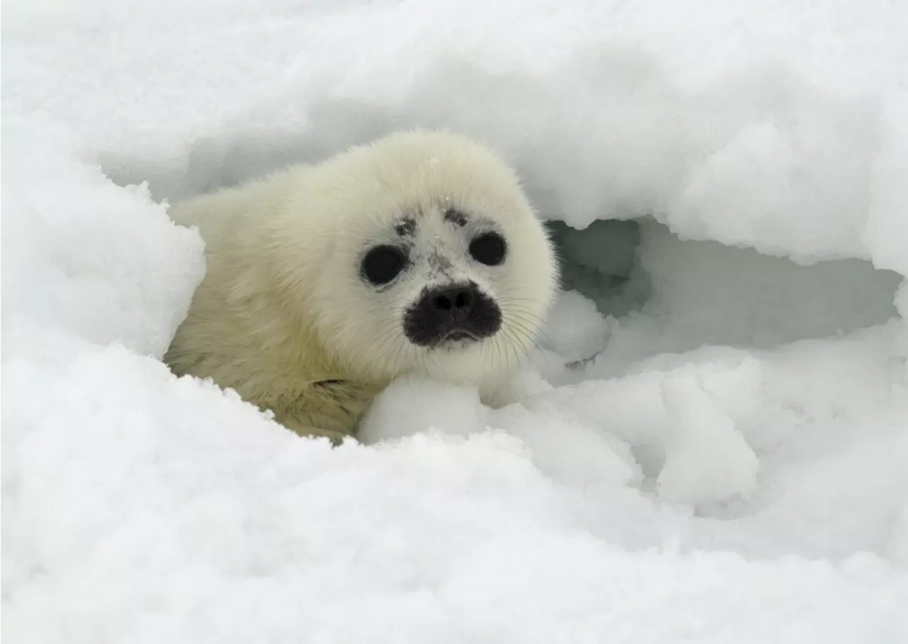 Environmental group plans lawsuit over 2 species of Arctic Alaska ice seals