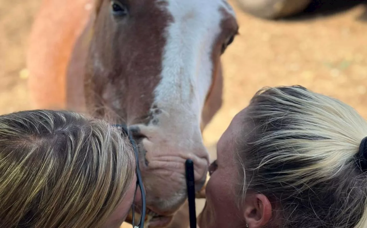 What’s next for the malnourished animals after 29 horses found dead in north Alabama?