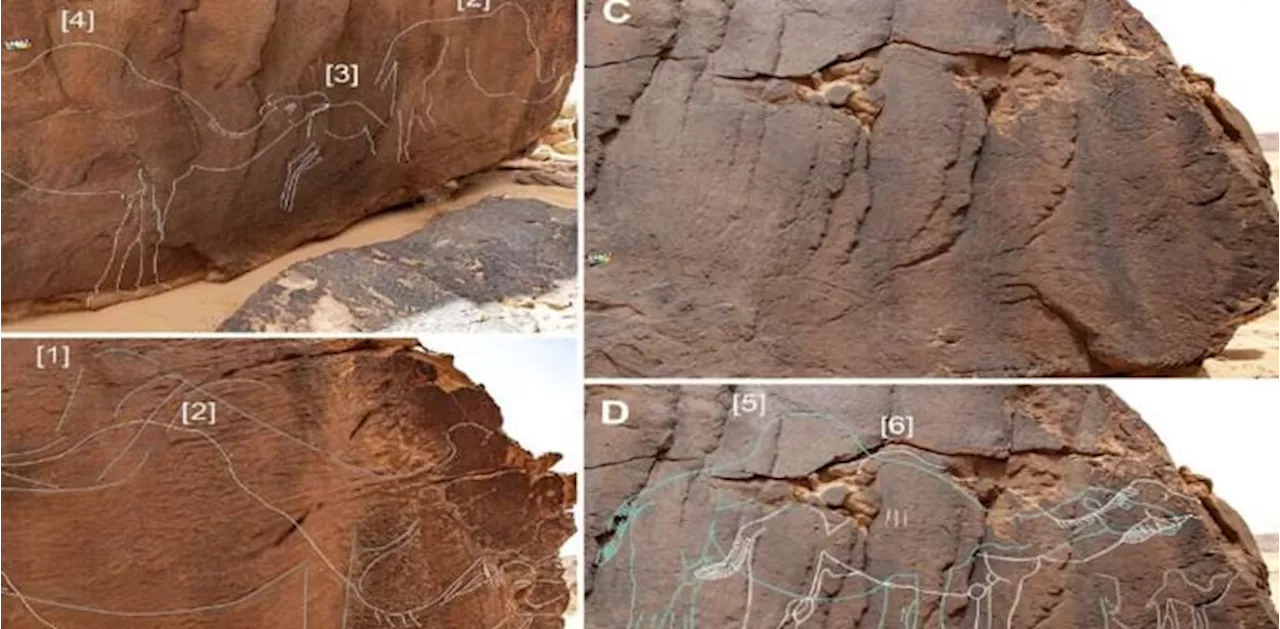 سعودیہ: چٹانوں پر اونٹوں کے ہزاروں سال قدیم نقوش دریافت