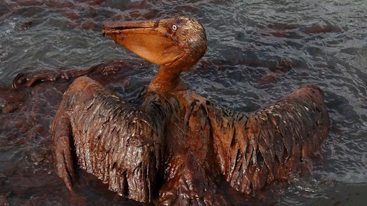 The oil-soaked bird photo that shocked the world