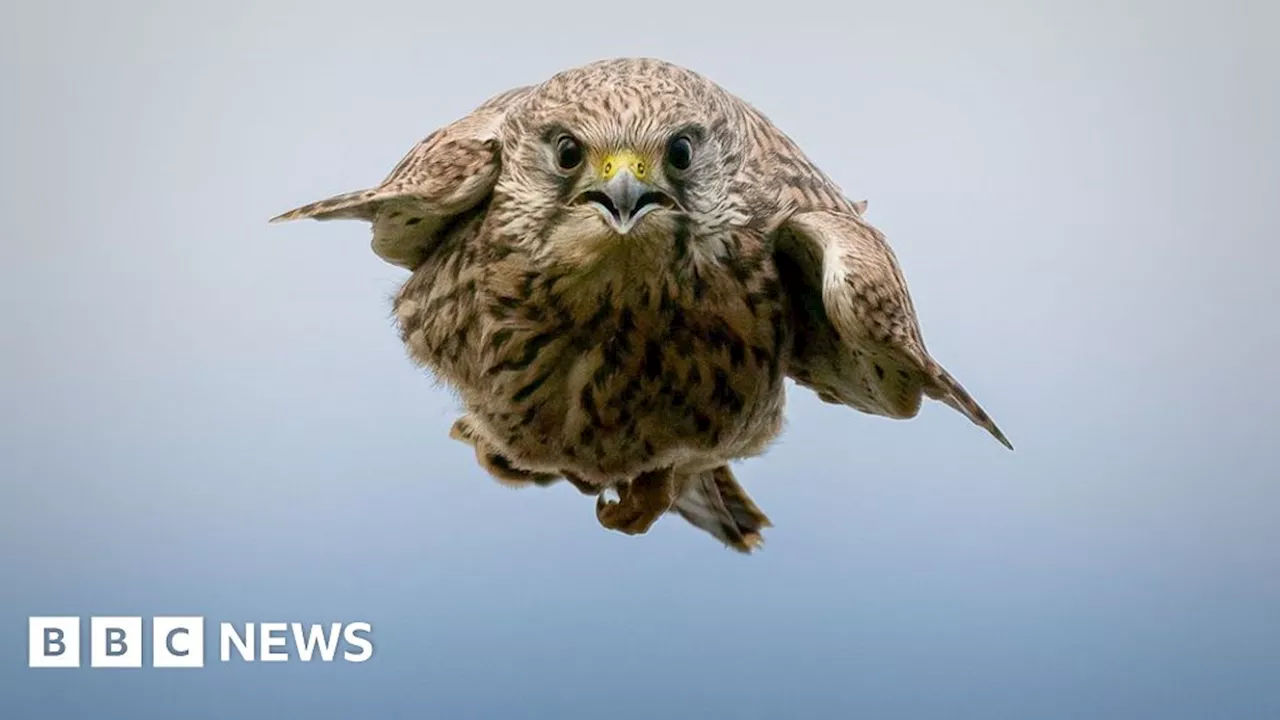 Exhibition of stunning wildlife photography opens in Truro