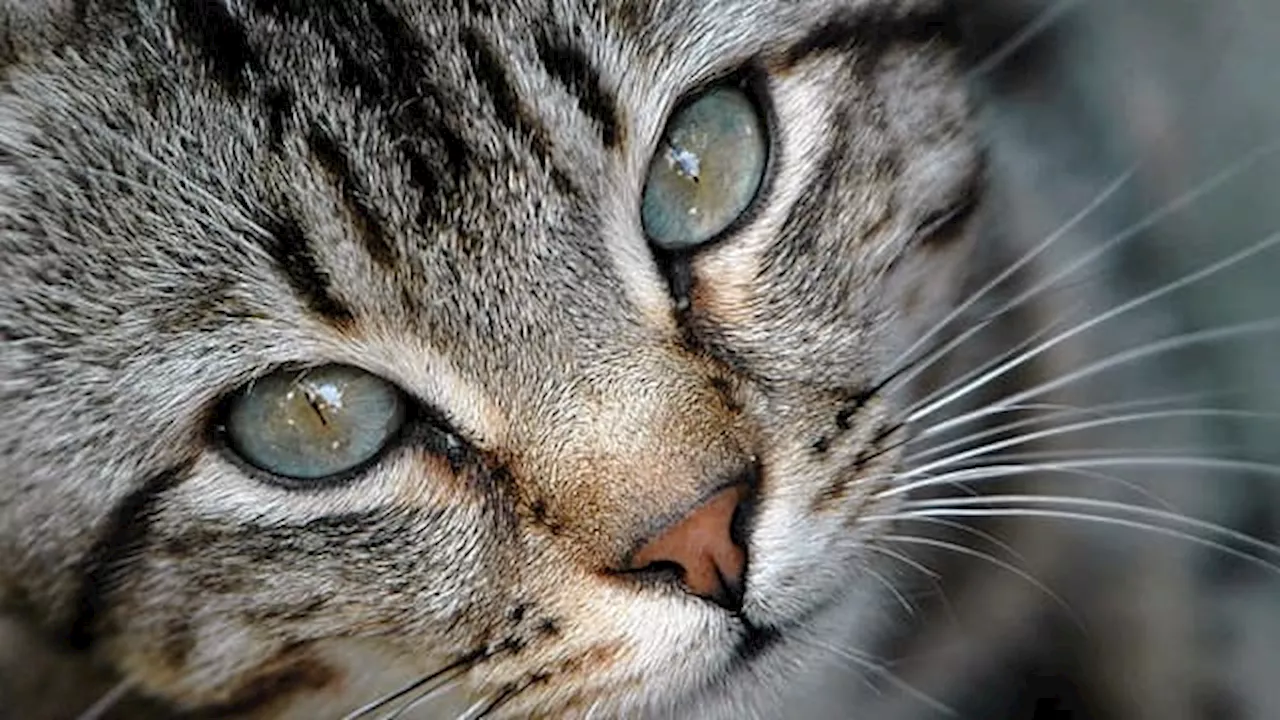 Faches-Thumesnil: une femme interpellée après avoir jeté son chat du 4e étage