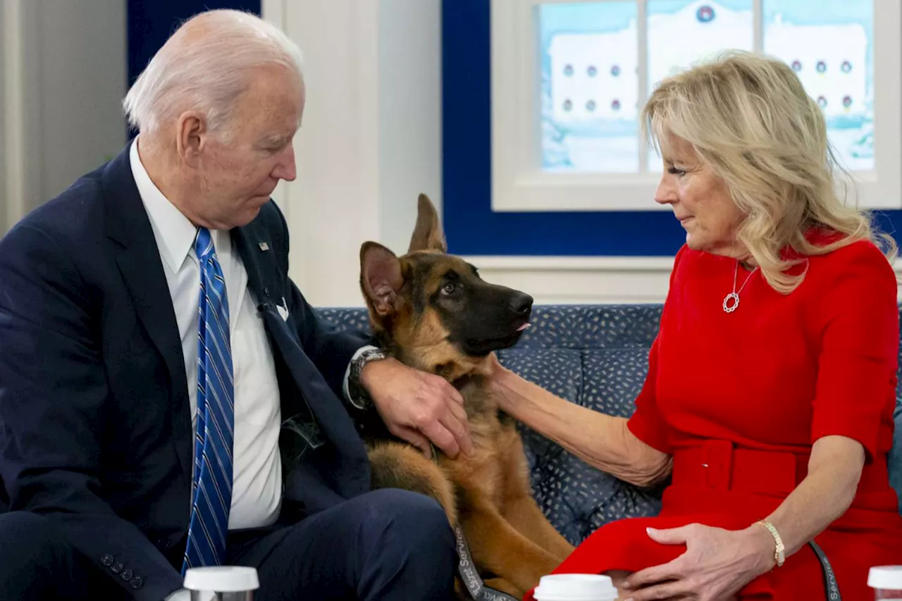 Biden’s dog Commander ousted from White House for biting