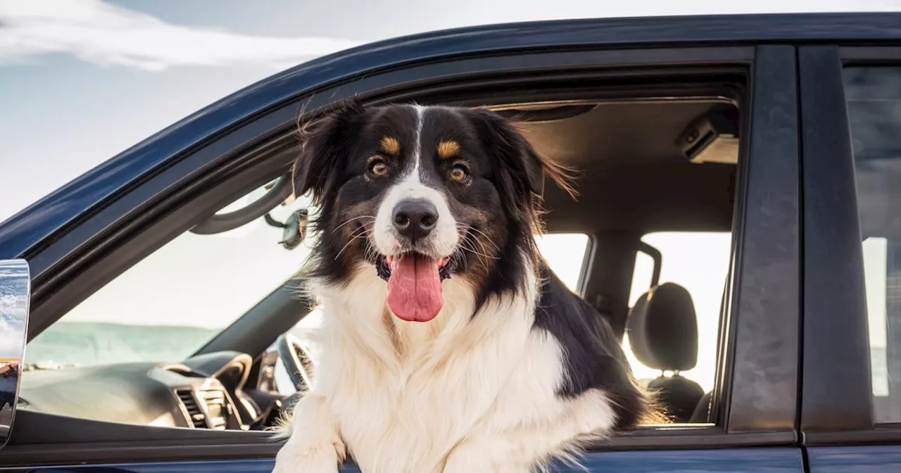 Ungewöhnliches Blitzerfoto: Hund am Steuer