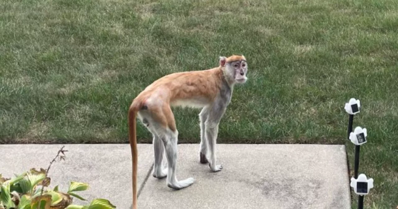 A monkey named Momo is 'on the loose' in Indianapolis after escaping home