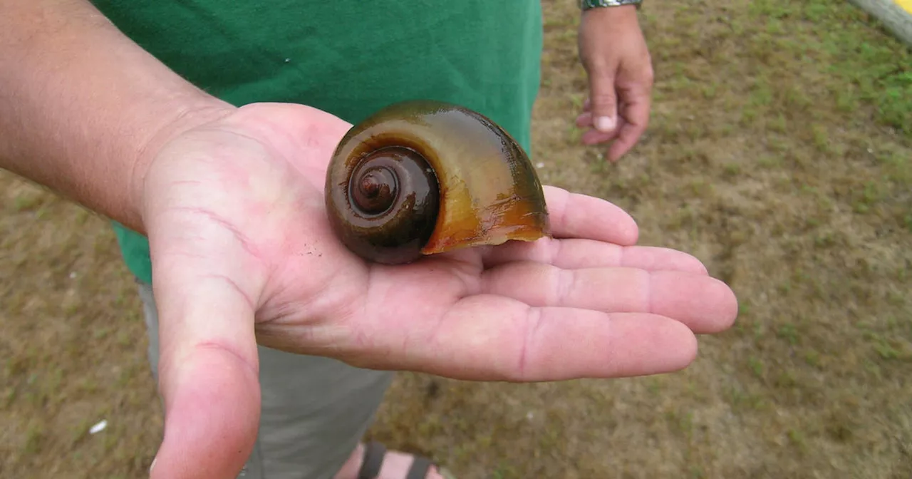 Invasive snails that can be deadly to humans found in North Carolina