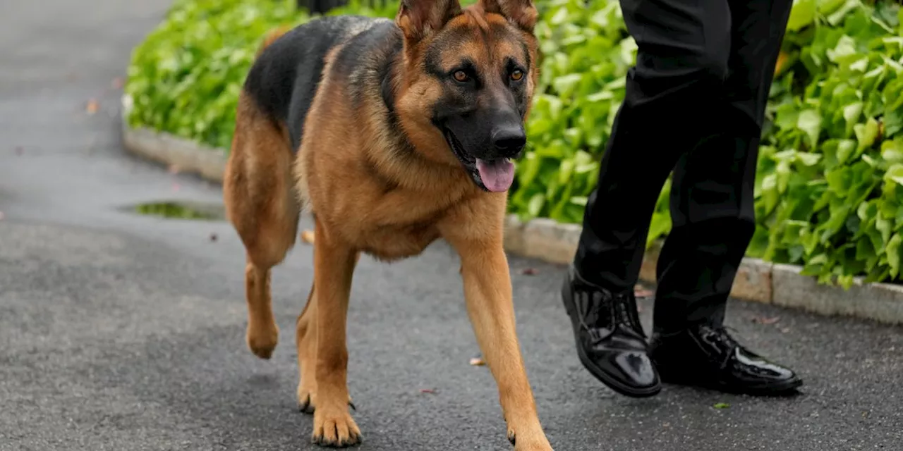 Biden’s dog Commander no longer at White House after biting incidents