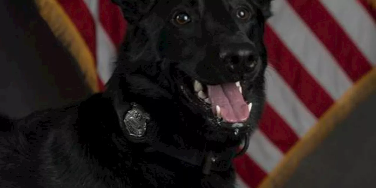 Olmsted Falls K9 has emergency surgery