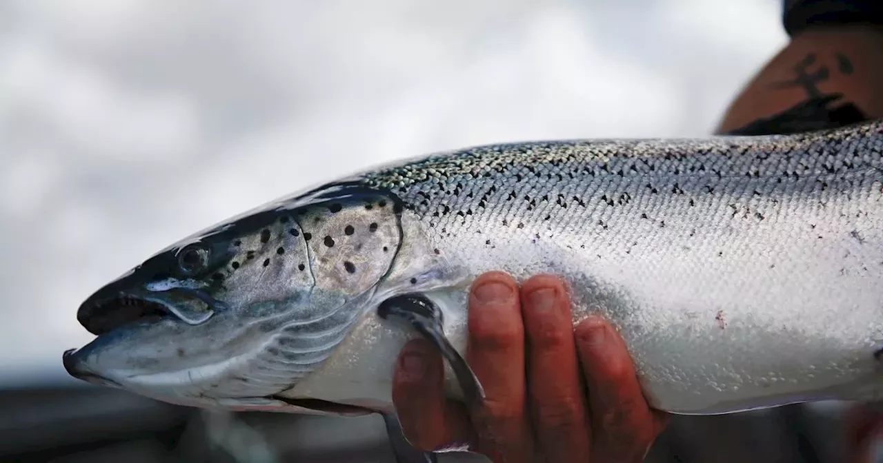 Scots salmon production plunged by a fifth in 2022 amid record fish farm deaths