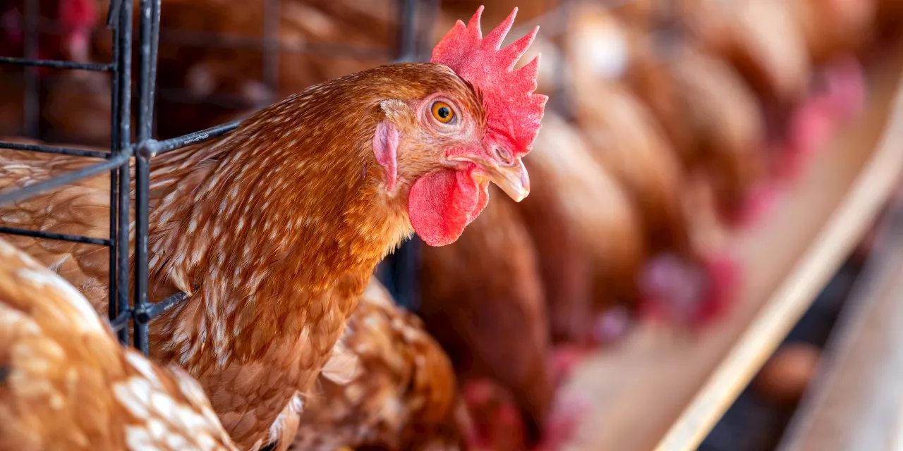 Food security threat: Government calls for relaxation of dumping duties on poultry imports