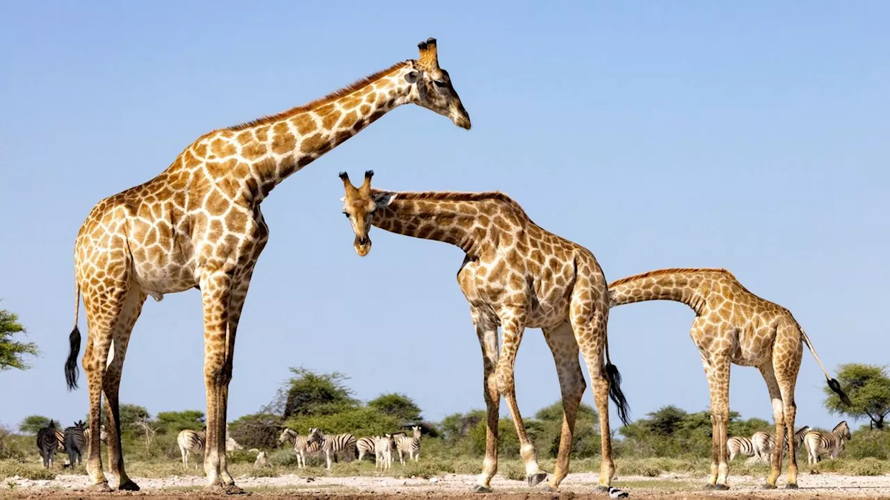 Die lustigsten Tierfotos des Jahres: Nur nicht den Kopf verlieren