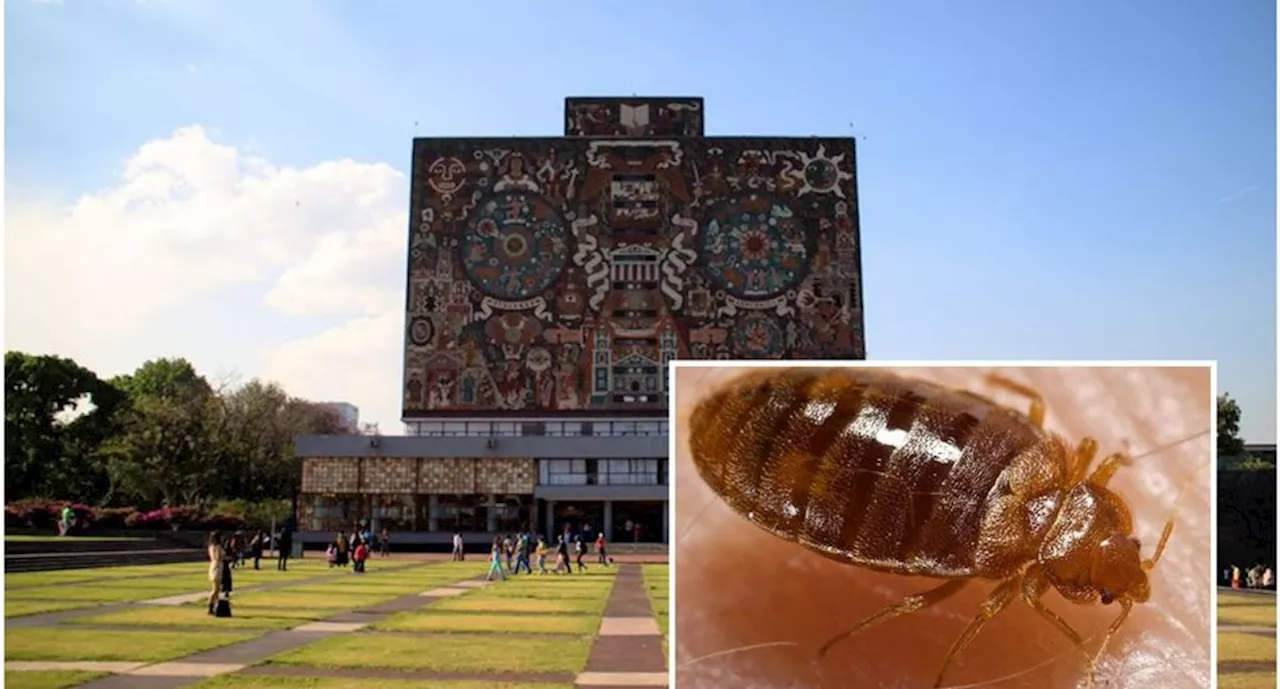 UNAM asegura que sus edificios no son favorables para “hospedar” chinches; explica las razones