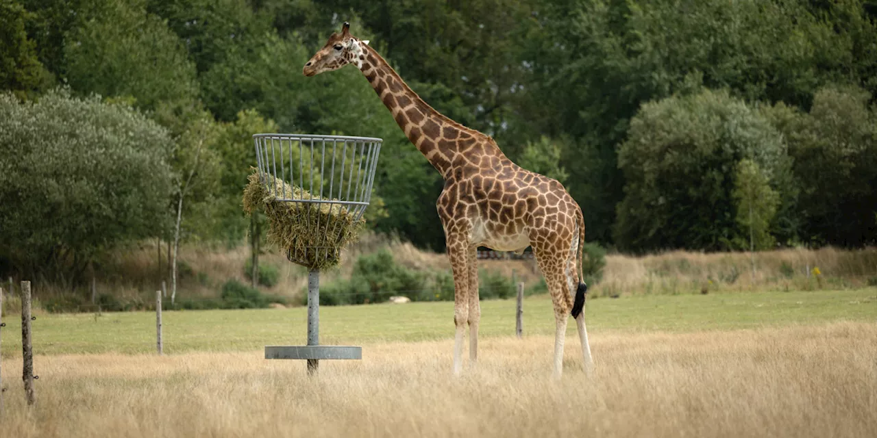 Coupe du monde de rugby : Obano la girafe pronostiqueuse choisit \u00e0 nouveau les Bleus