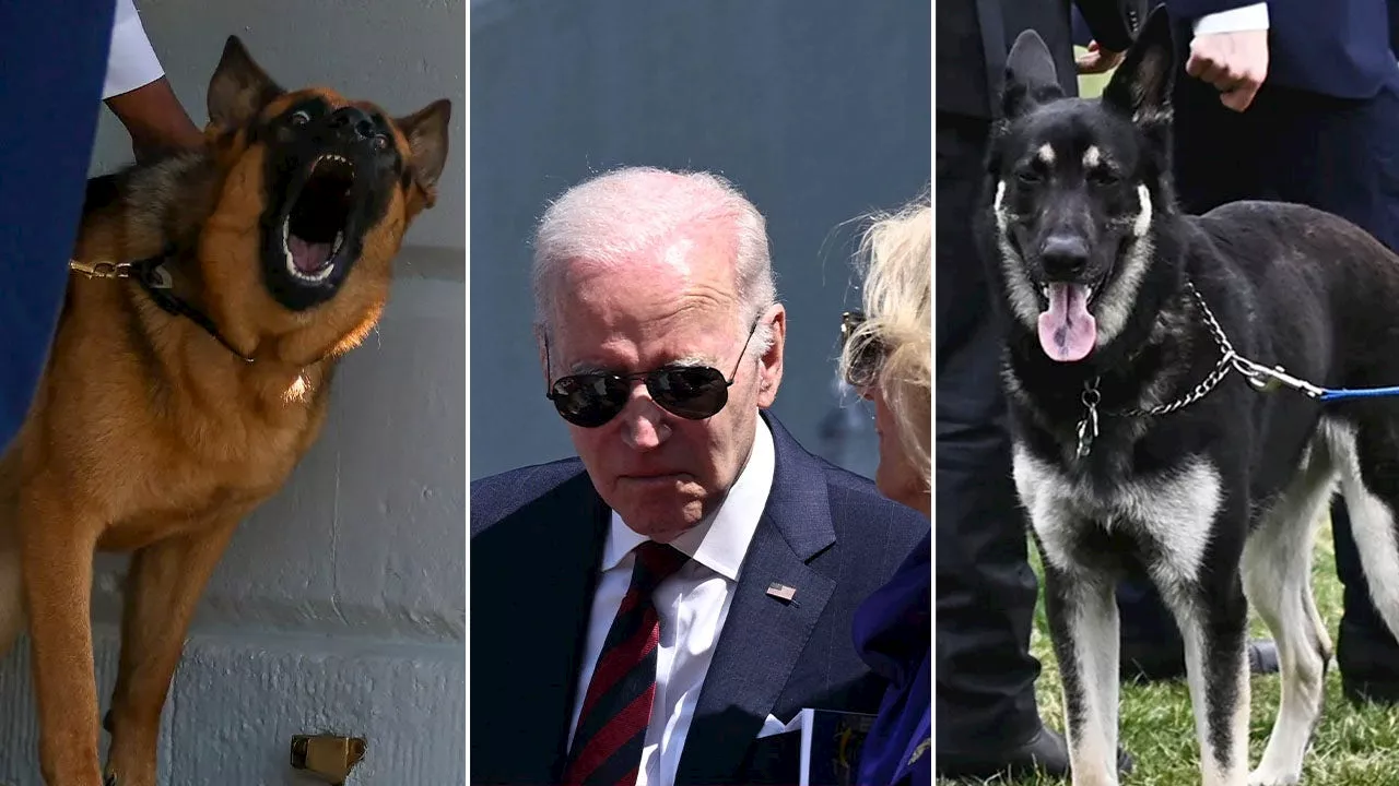 Biden’s dogs revealed to have bitten White House staff, causing ‘lawsuit’ concerns: report