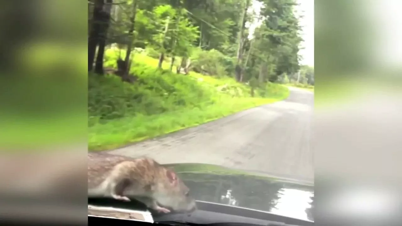 Watch man’s hilarious reaction to finding large NYC rat walking on hood of car: ‘Don’t know where it went’