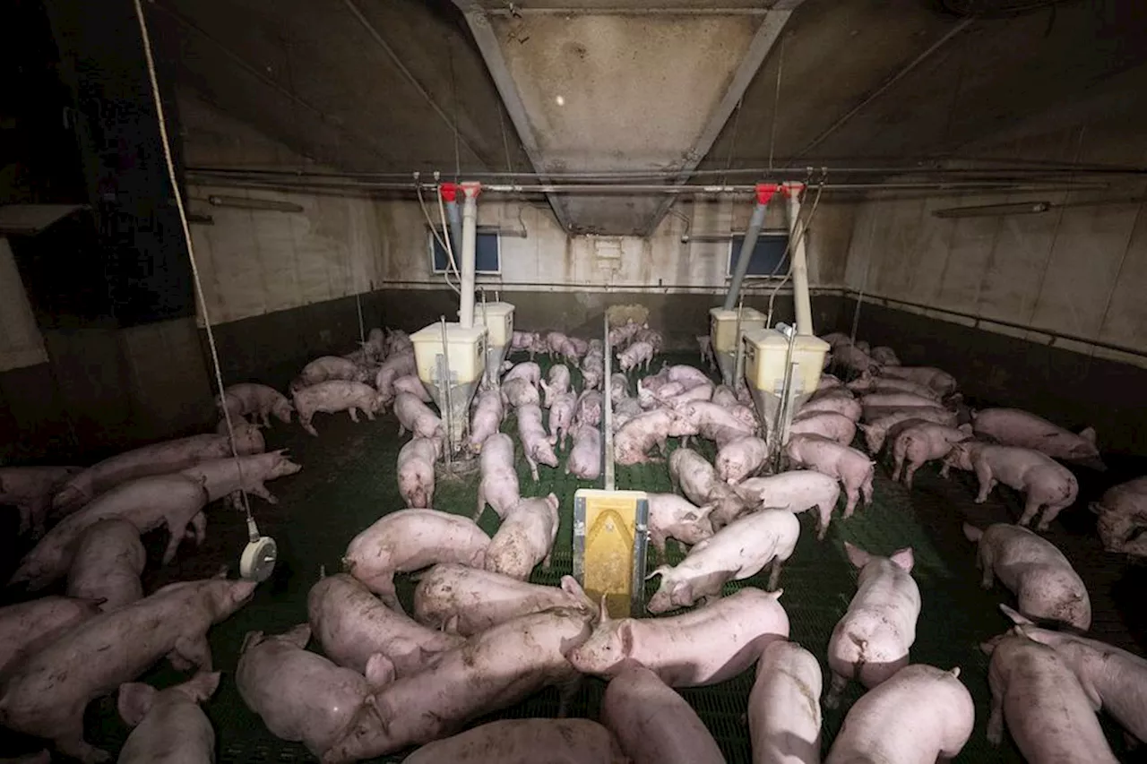 Maltraitance animale : un \u00e9levage de cochons de la Marne dans le viseur de l'association L214
