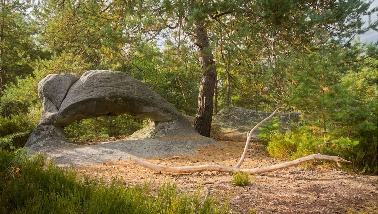 Sauver la forêt de Fontainebleau avec des chantiers nature