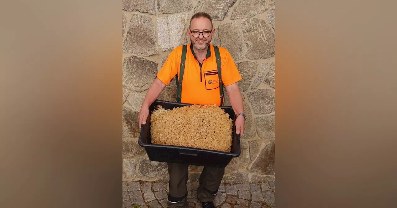 13,2 Kilogramm: Jürgen Völkl findet in Bodenmais einen Megapilz